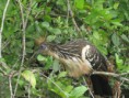 /album/fotogaleria/hato-el-cedral-385-jpg/